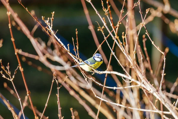 Pájaro Una Rama Bosque — Foto de Stock