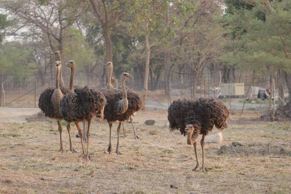 Grupo Avestruzes Zoológico — Fotografia de Stock