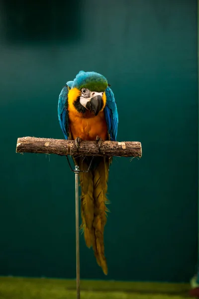 Blue Yellow Macaw Bird Branch — Fotografia de Stock