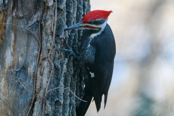 Een Vogel Zit Een Boomtak — Stockfoto