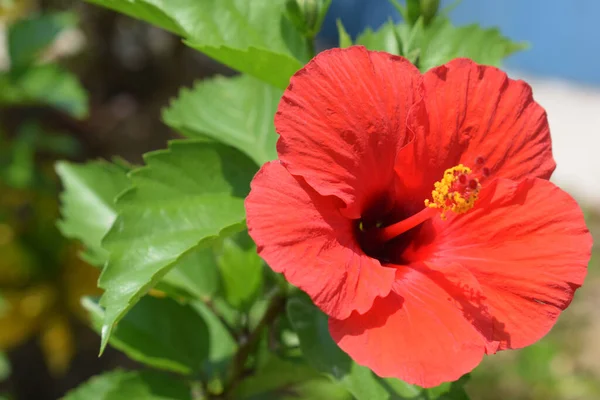 Hawaiian Hibiscus Flower Picture Taken Shankarpur Fishing Harbour East Medinipur — Stockfoto