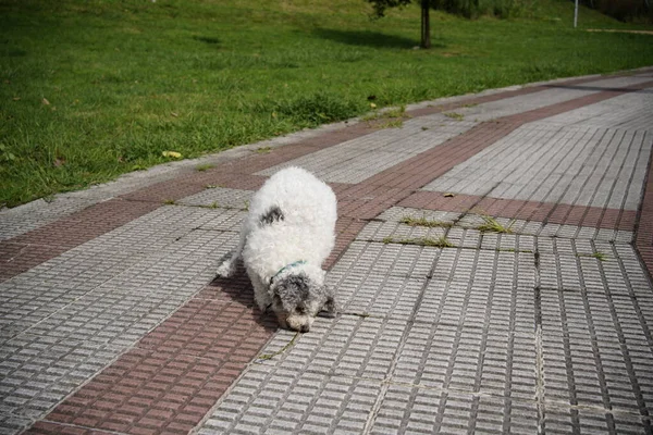 Friendly Pet Playing Park — Stock Photo, Image