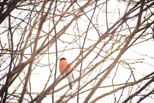 Pájaro Está Sentado Una Rama Árbol Invierno — Foto de Stock