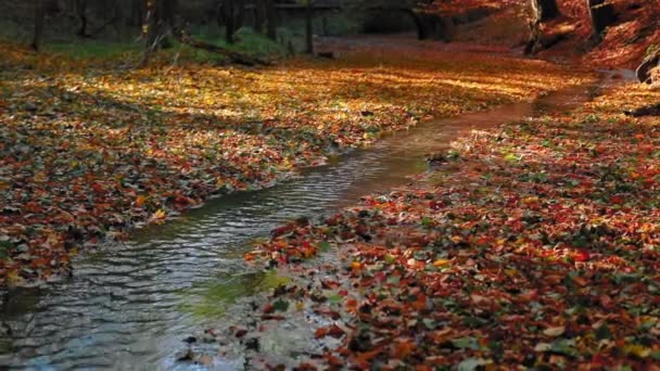 Scenery Small Steam Autumn Forest Yellow Leaves — Vídeo de stock