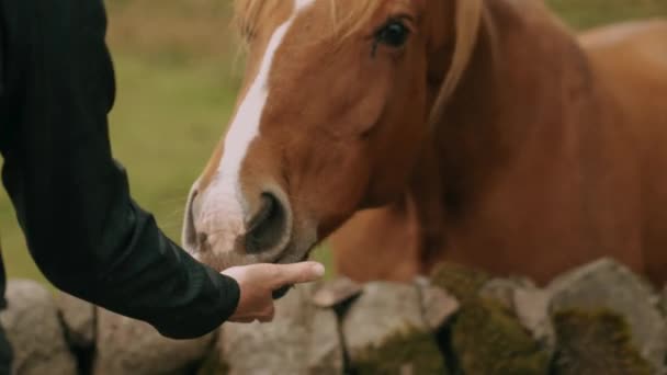 Young Woman Eating Horse Field — Vídeo de stock