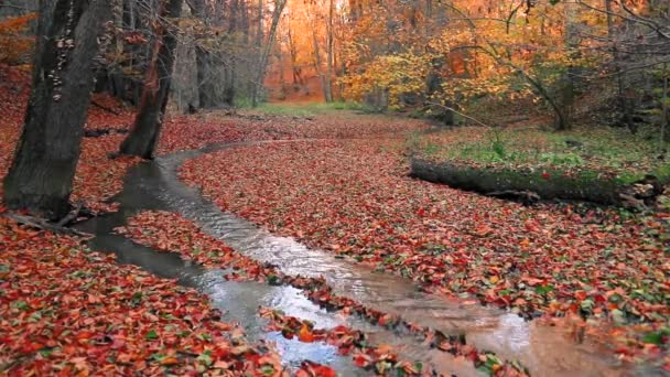 Scenery Small Steam Autumn Forest Yellow Leaves — Stok video