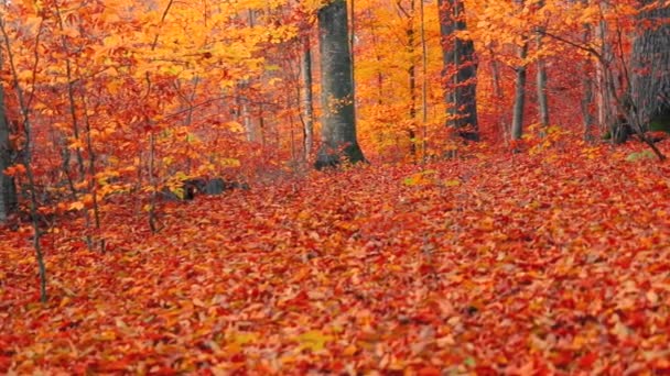 Scenery Autumn Forest Yellow Leaves — стоковое видео