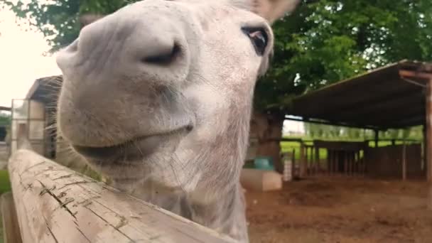 Tiro Close Uma Cabra Branca Bonito — Vídeo de Stock