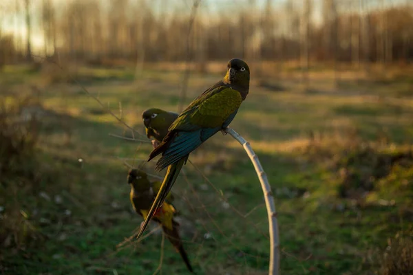 Pájaro Está Sentado Una Rama Árbol — Foto de Stock