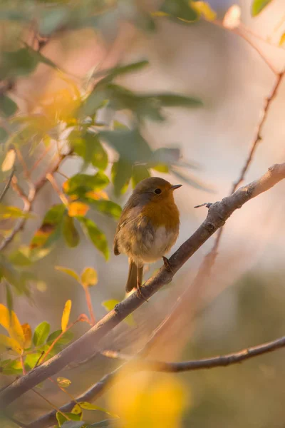 Bird Branch Tree — Stock Photo, Image