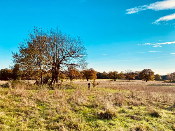 Wunderschöne Landschaft Mit Einem Baum Und Einem Feld — Stockfoto