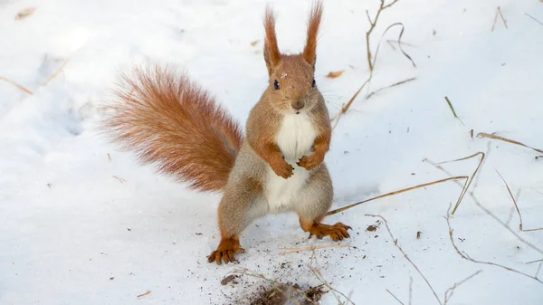 Red Squirrel Snow — Stock Photo, Image