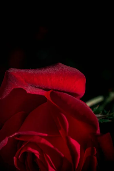 Belle Rose Rouge Sur Fond Noir — Photo