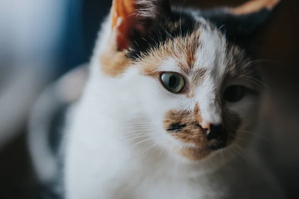 Niedliche Katze Aus Nächster Nähe — Stockfoto