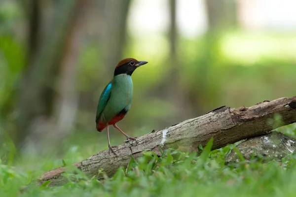 Pássaro Está Sentado Galho Floresta — Fotografia de Stock