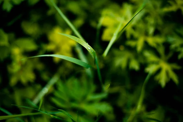 Zöld Levelek Növény Természet — Stock Fotó