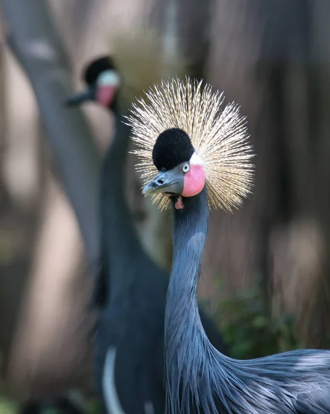 Zbliżenie Black Crowned Crane — Zdjęcie stockowe