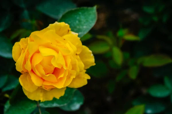 Belles Roses Jaunes Dans Jardin — Photo
