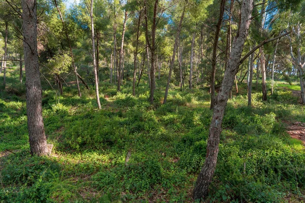 Hermoso Paisaje Con Árboles Bosque —  Fotos de Stock