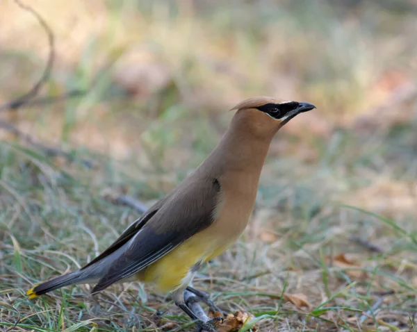 Closeup Shot Beautiful Bird — Stock Photo, Image