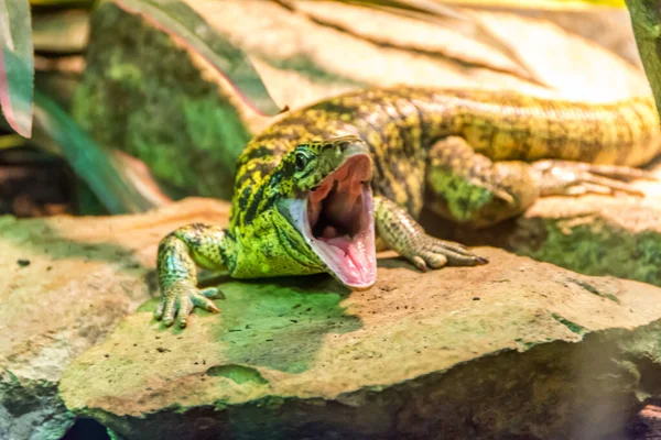 Iguana Verde Terrário — Fotografia de Stock