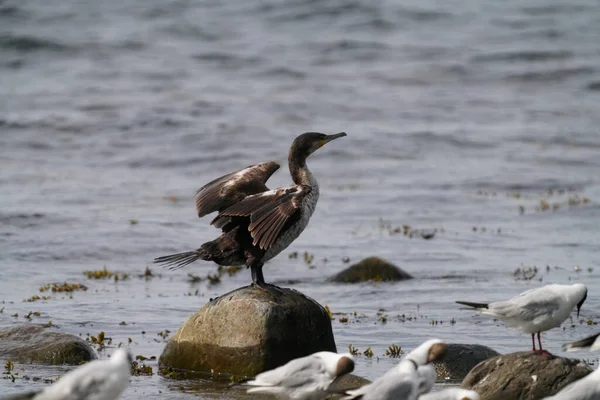 Een Meeuw Het Strand — Stockfoto