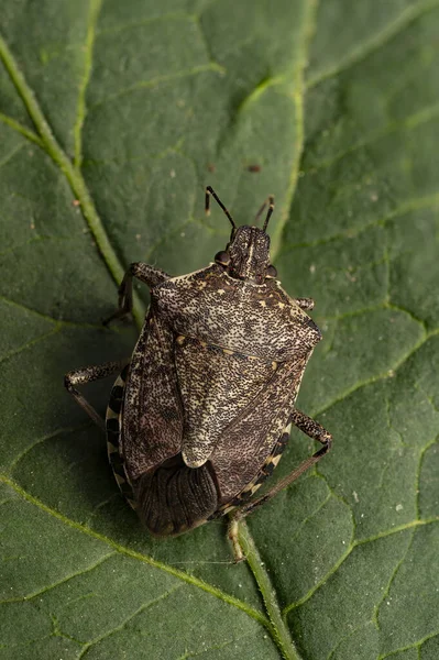 Närbild Insekter Vild Natur — Stockfoto