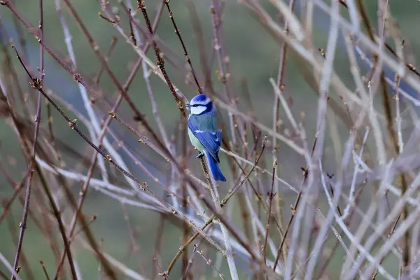 Vogel Auf Einem Ast Wald — Stockfoto