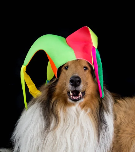 Siyah Arka Planda Soytarı Şapkalı Uzun Saçlı Bir Çoban Köpeği — Stok fotoğraf