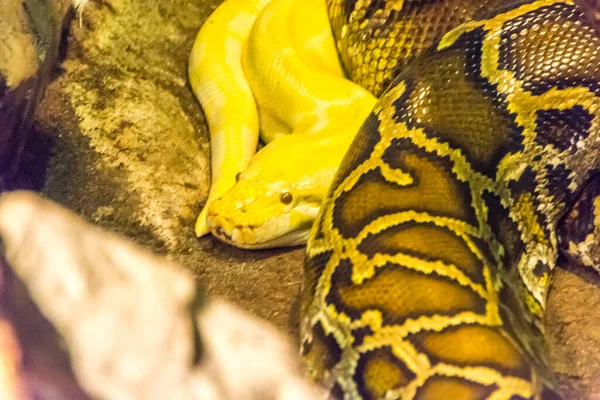 Cobra Amarela Perto — Fotografia de Stock