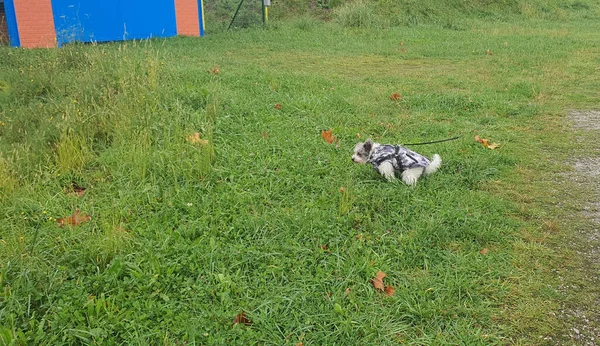 Dog Defecating Grass Rain — стоковое фото
