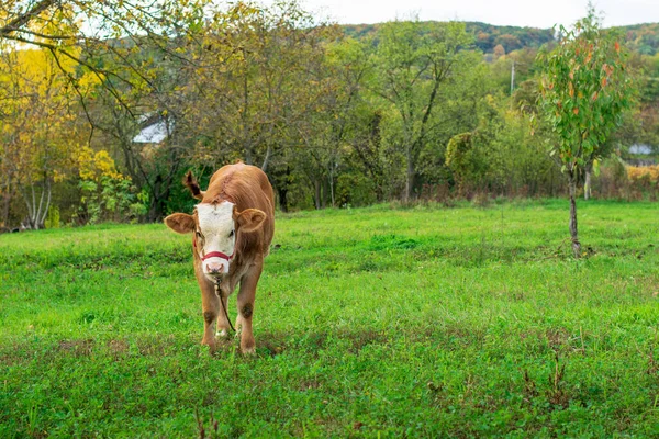 Wypas Krów Zielonej Łące — Zdjęcie stockowe