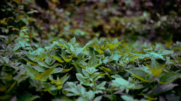 Feuilles Vertes Dans Jardin — Photo