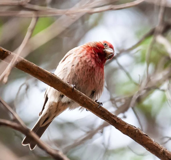 Pássaro Cauda Vermelha Empoleirado Ramo — Fotografia de Stock