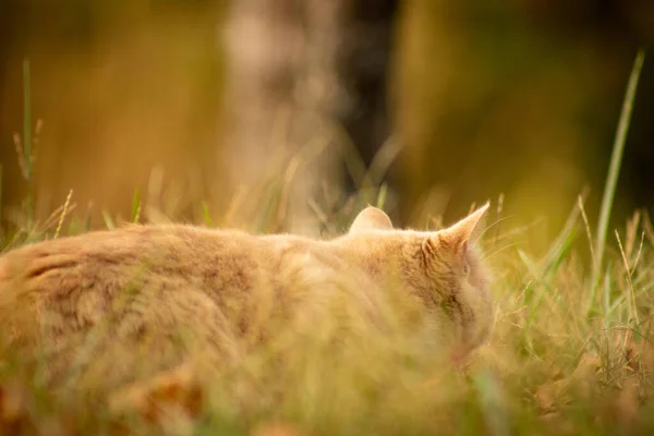 Katze Gras — Stockfoto