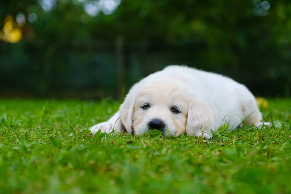 Perro Recuperador Oro Acostado Hierba — Foto de Stock