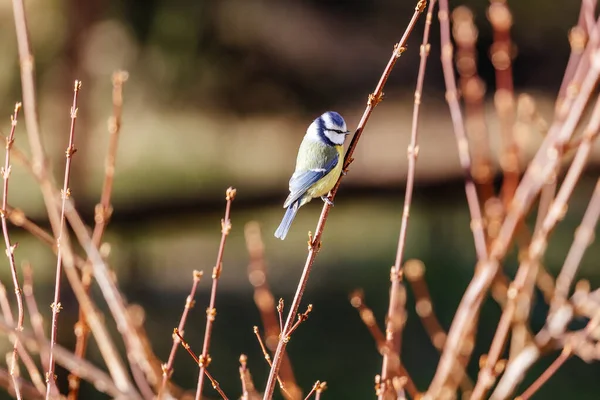 Oiseau Sur Une Branche Arbre — Photo