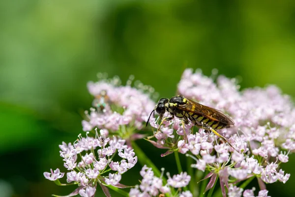 Zbliżenie Ujęcia Pszczoły Kwiatku — Zdjęcie stockowe