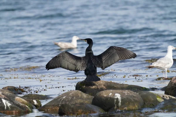 Een Meeuw Het Water — Stockfoto