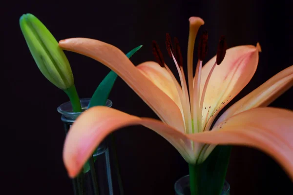 Krásné Lilie Květiny Zavřít — Stock fotografie