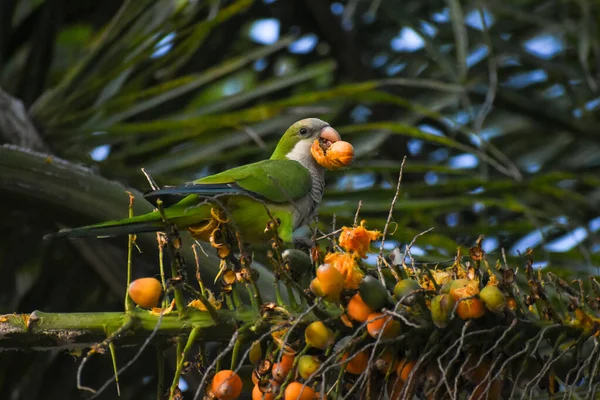 young monk parakeet (myiopsitta monachus), or quaker parrot, feeding on a palm tree in Buenos Aires