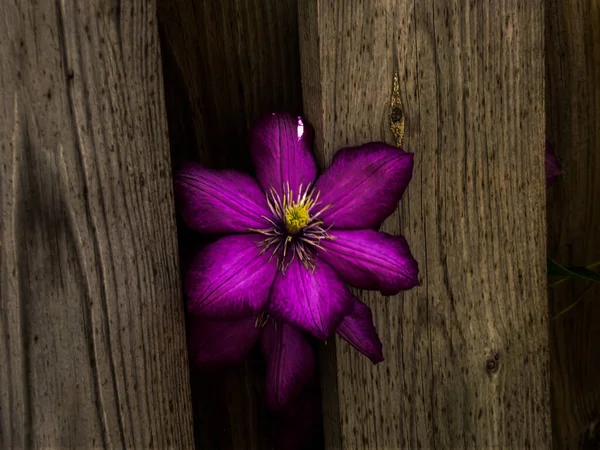 木制背景上美丽的紫色花朵 — 图库照片