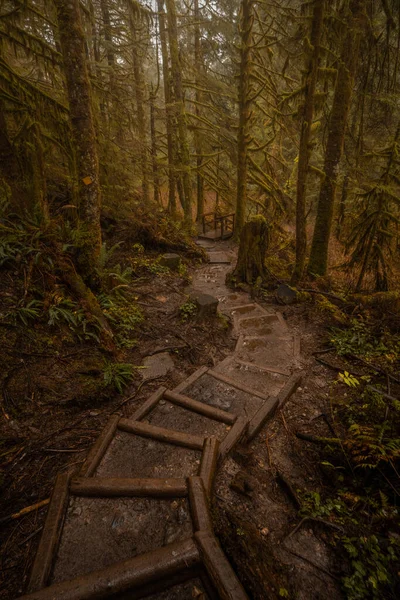 Belle Vue Sur Forêt — Photo