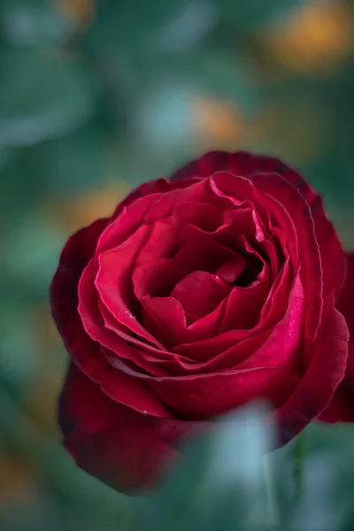 Belle Rose Rouge Dans Jardin — Photo