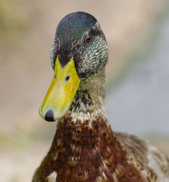 Egy Közeli Felvétel Egy Gyönyörű Tőkés Kacsáról Tavon — Stock Fotó