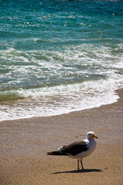 Mouette Sur Plage — Photo