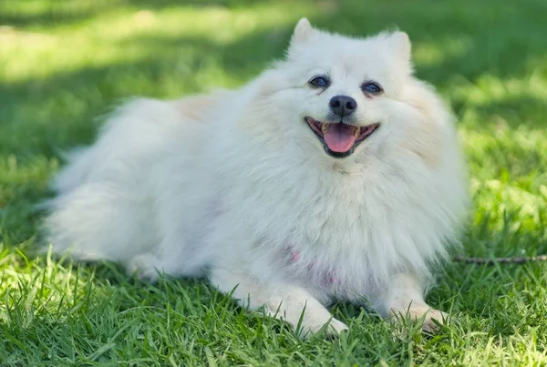 White Pomeranian Dog Lying Grass — Φωτογραφία Αρχείου