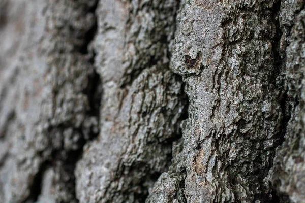 Close Van Een Oude Boom — Stockfoto