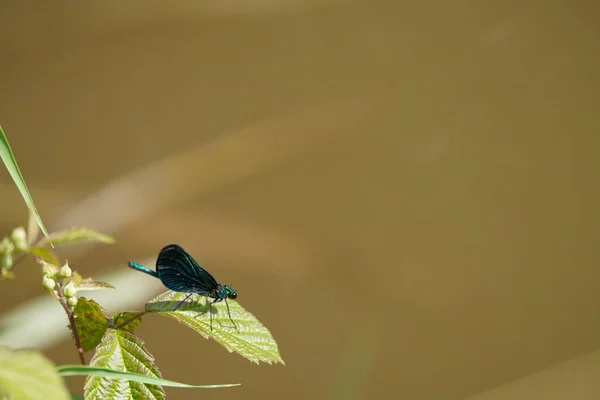 Крупный План Птицы Сидящей Ветке Размытым Фоном — стоковое фото