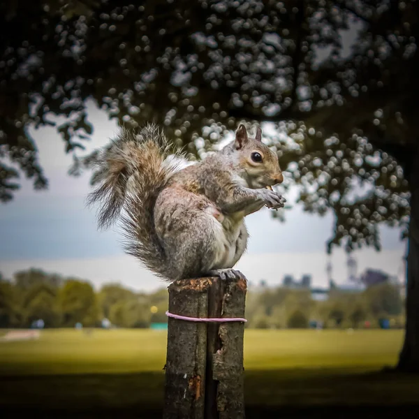 Esquilo Parque — Fotografia de Stock